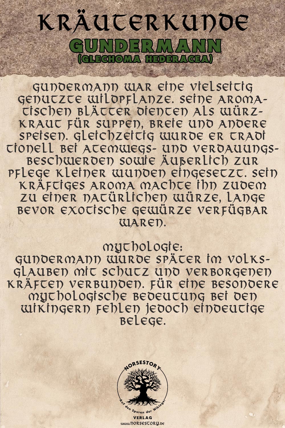 Kundgabe Kräuterkunde: Gundermann